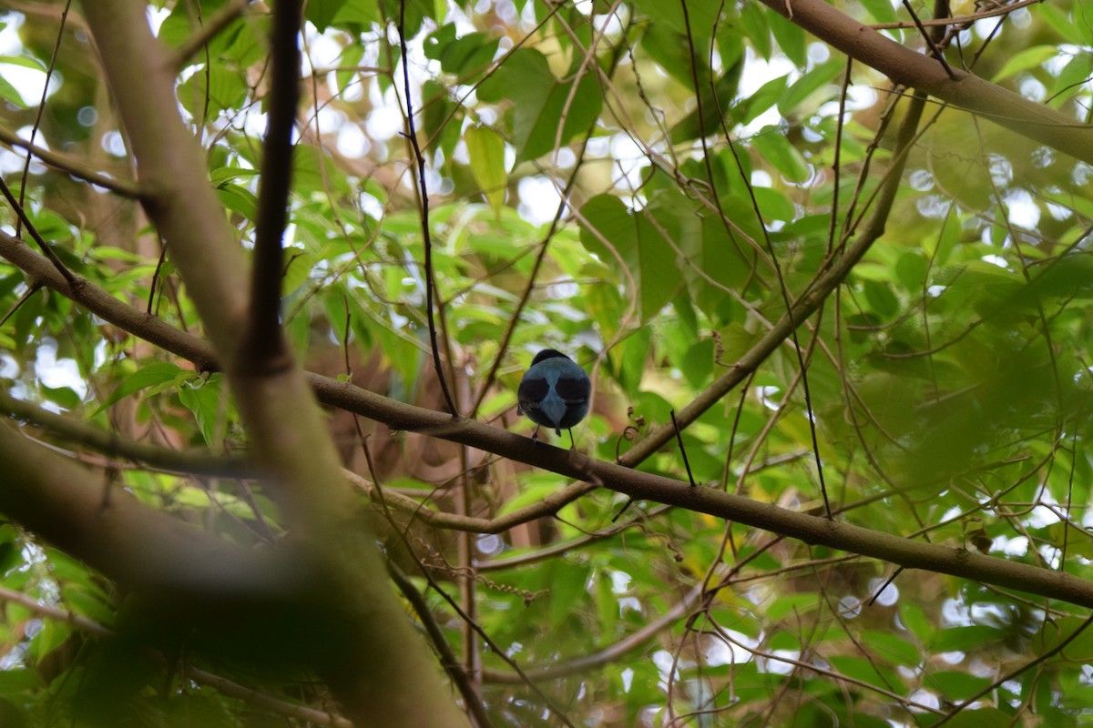 Swallow-tailed Manakin - David  Minoli