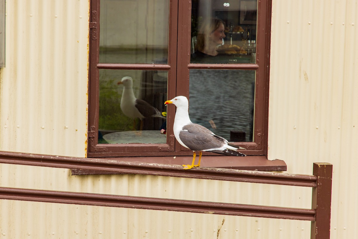 Lesser Black-backed Gull - ML622132140