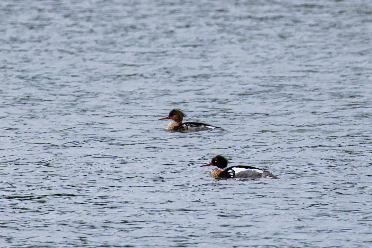 Red-breasted Merganser - ML622132141