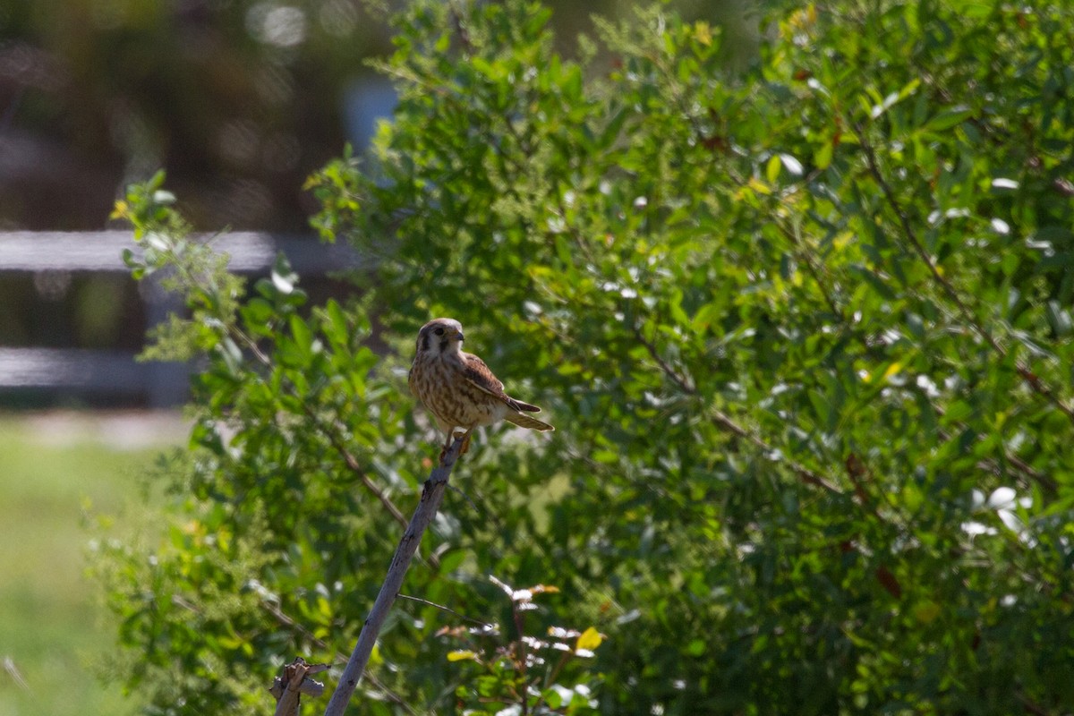 American Kestrel - ML622132142