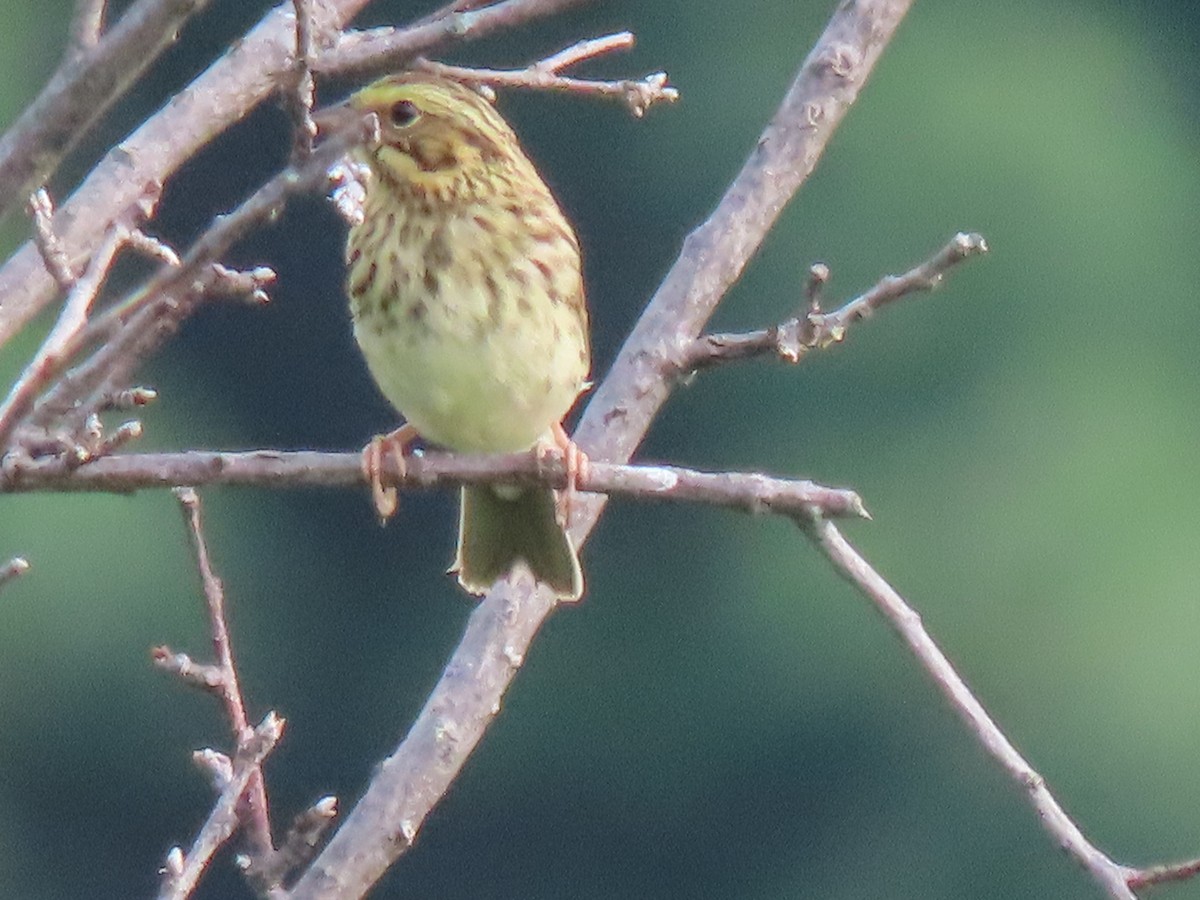 Savannah Sparrow - ML622132143