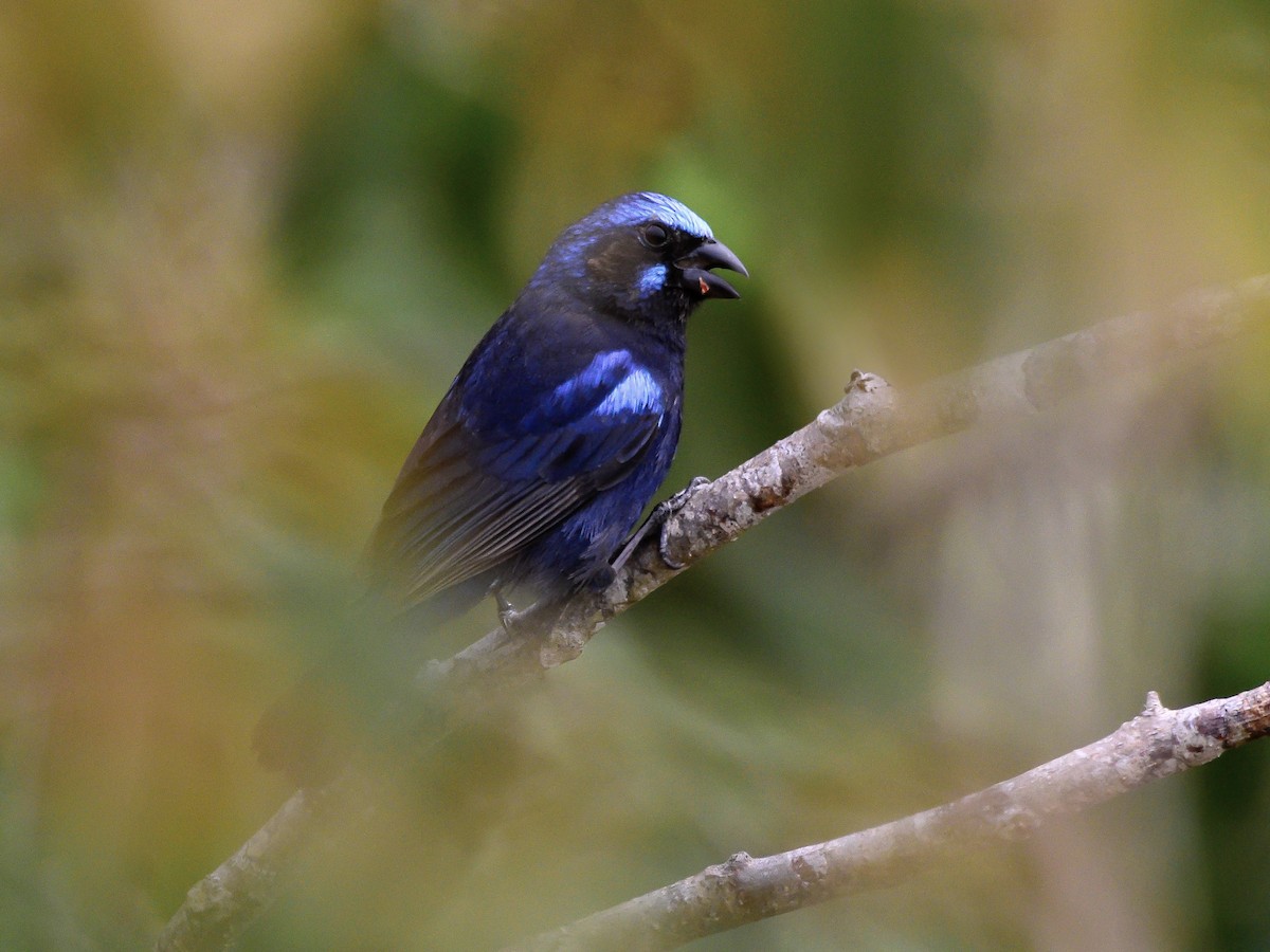 Blue Bunting (West Mexico) - ML622132144