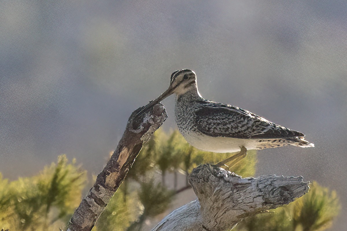 Latham's Snipe - ML622132146