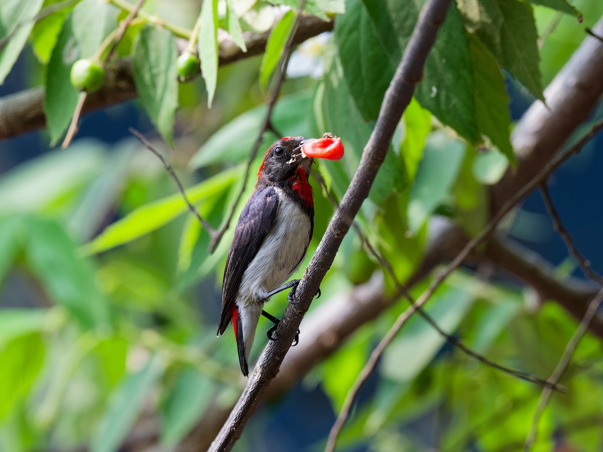 Black-fronted Flowerpecker - ML622132148