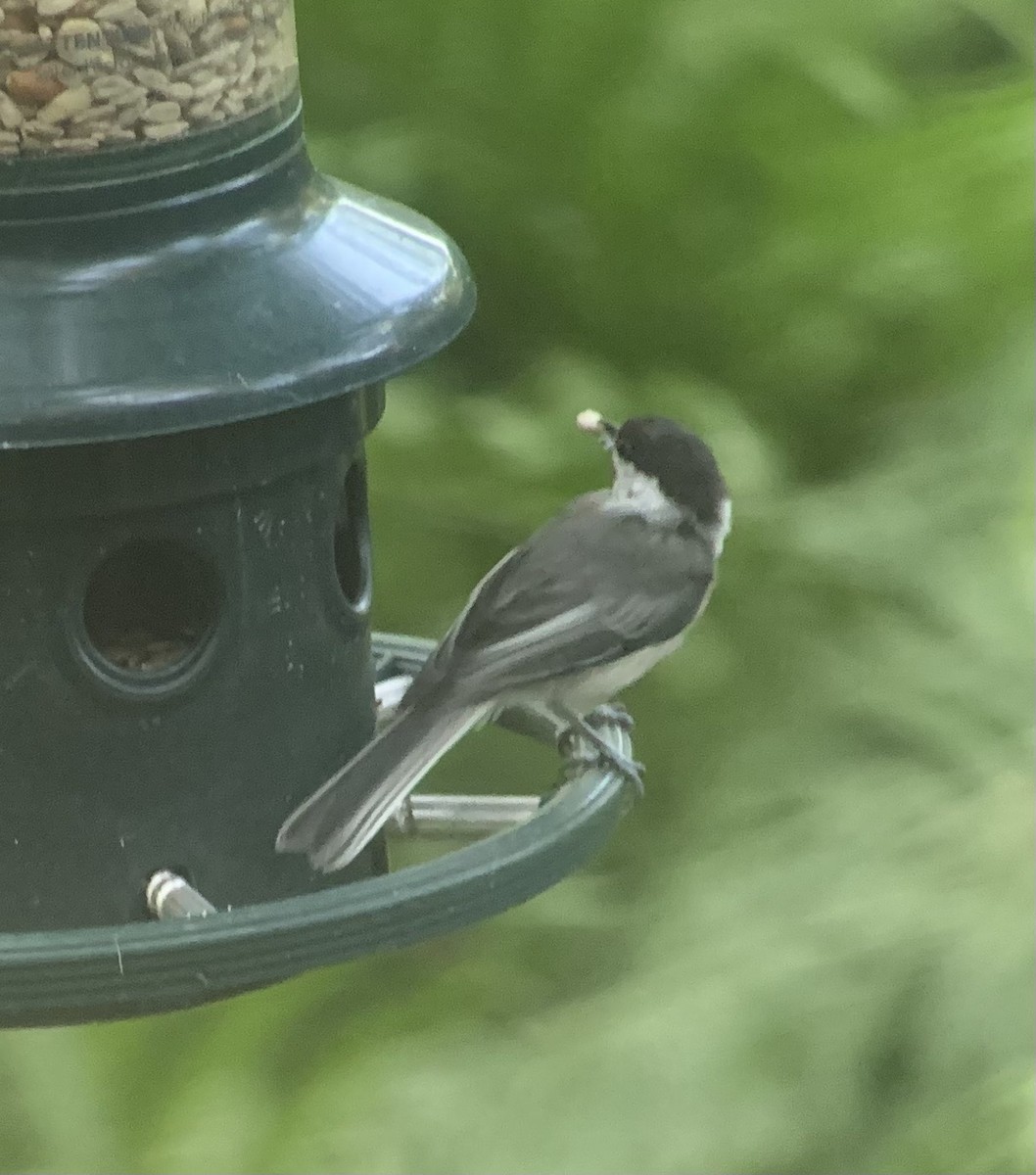 Black-capped Chickadee - angelique mori