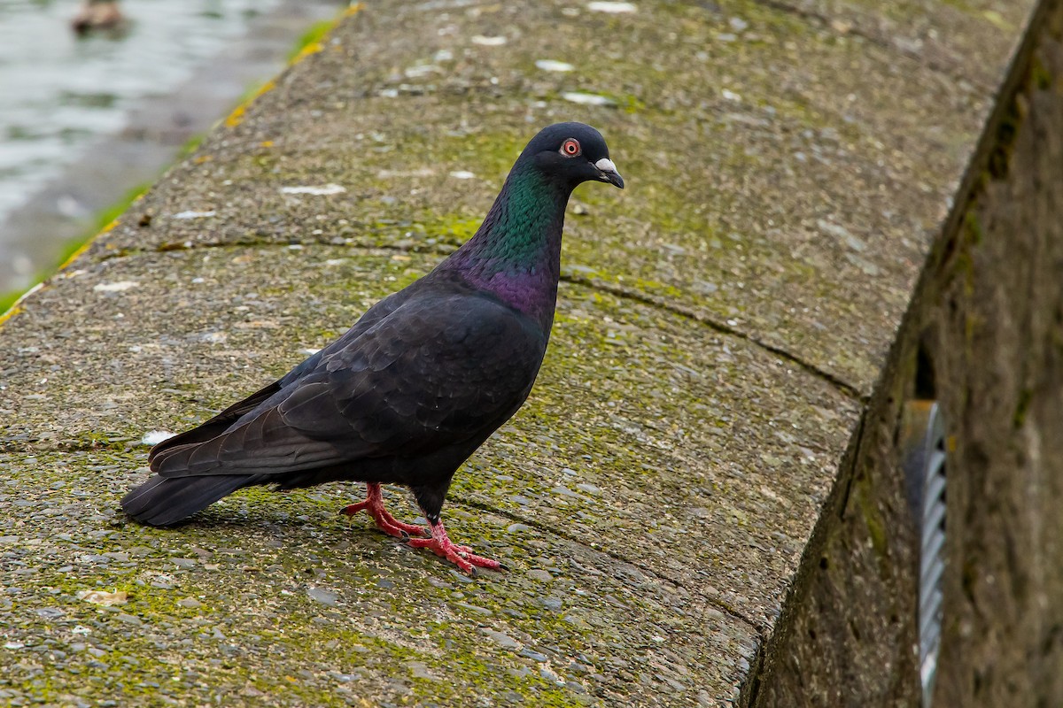 Rock Pigeon - ML622132151