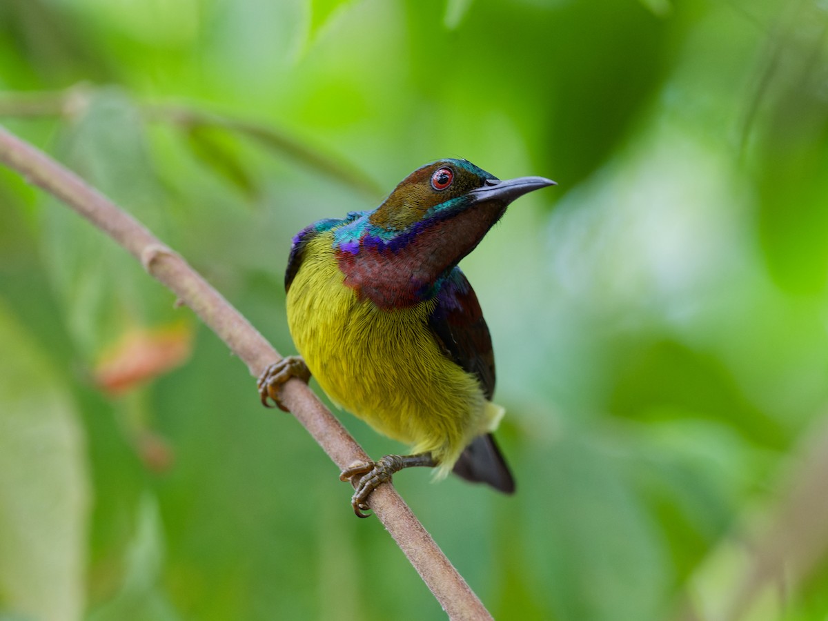 Brown-throated Sunbird - ML622132152