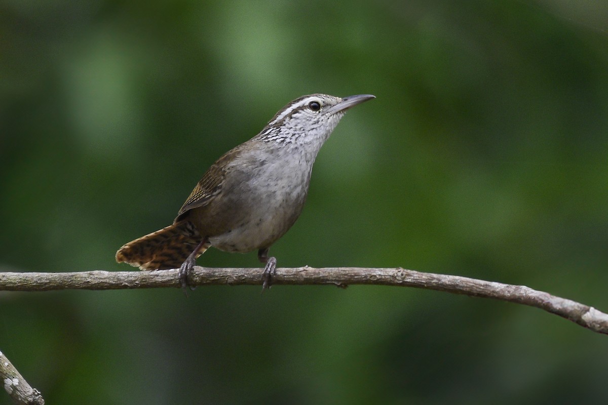 Sinaloa Wren - ML622132153