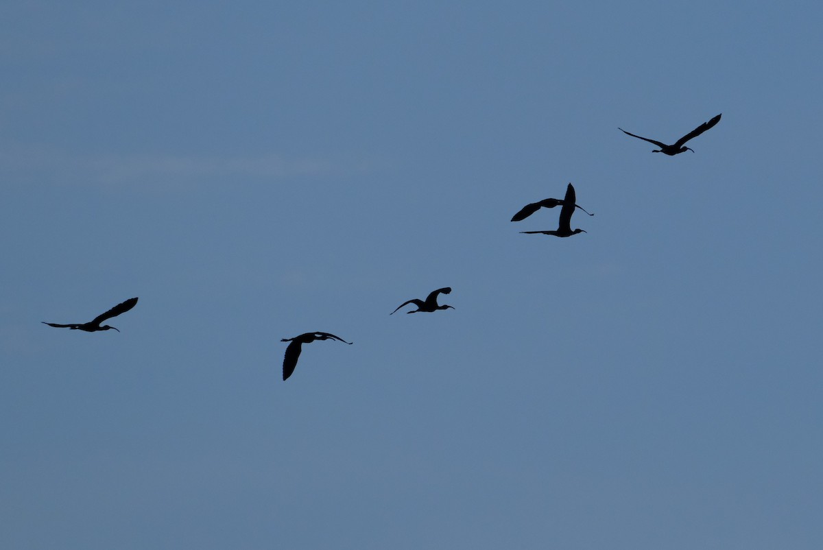 White-faced Ibis - ML622132154