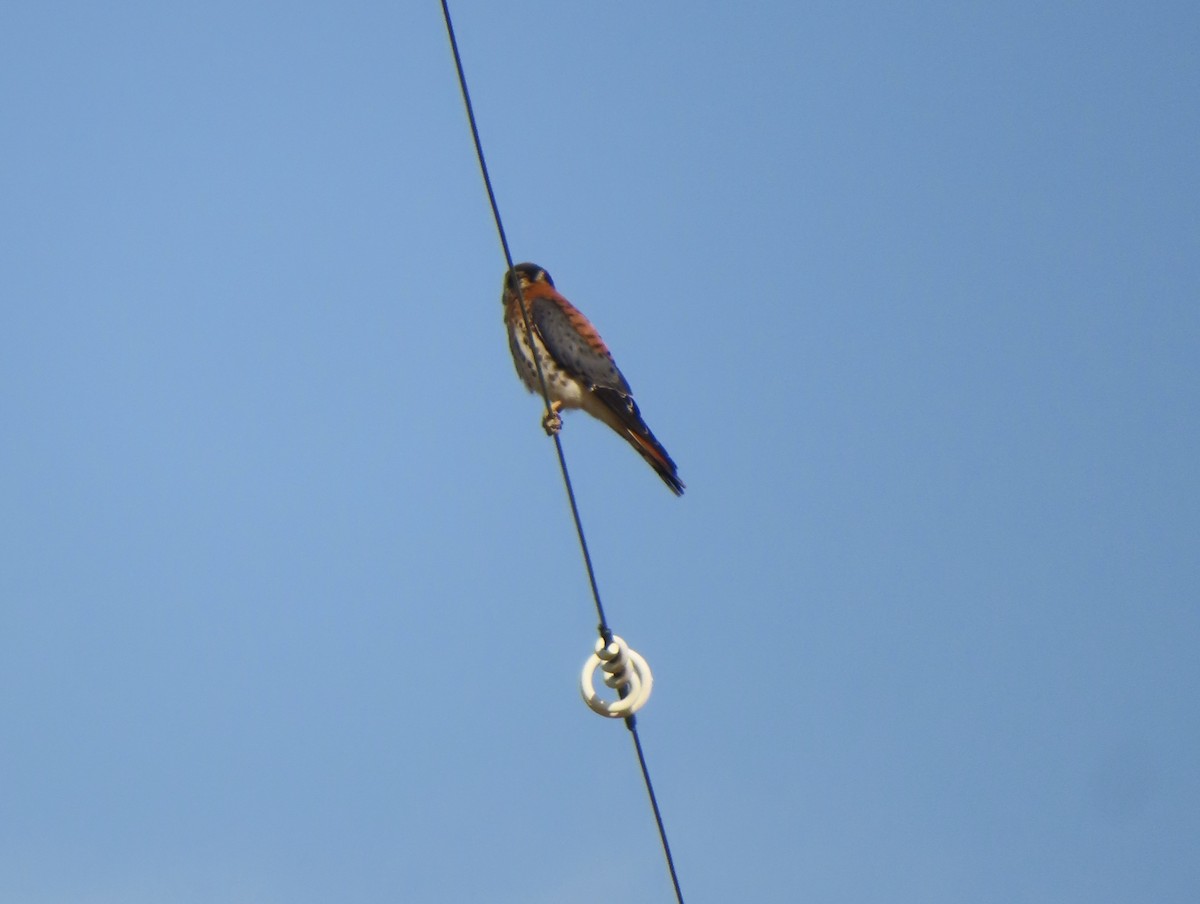 American Kestrel - ML622132156