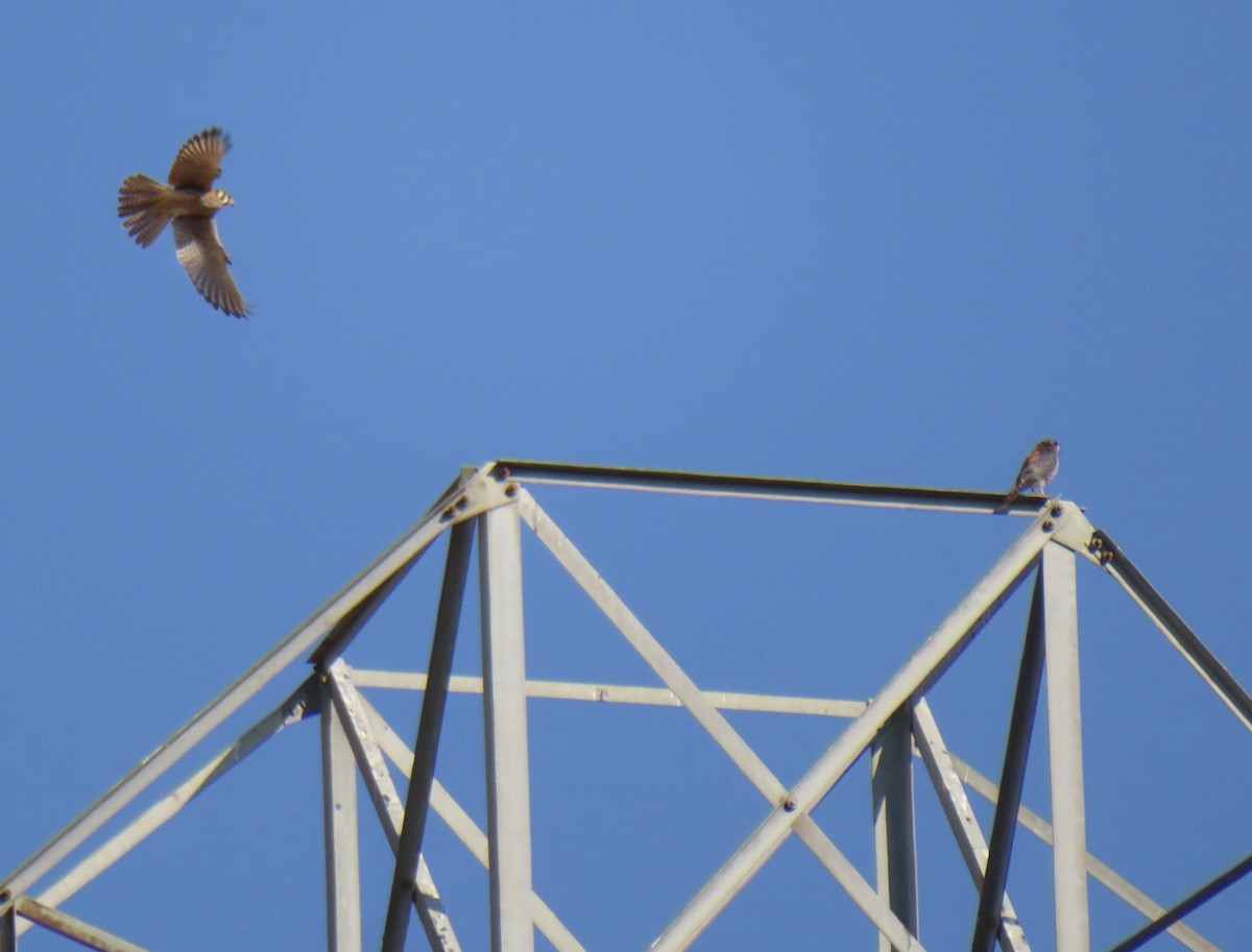 American Kestrel - ML622132157