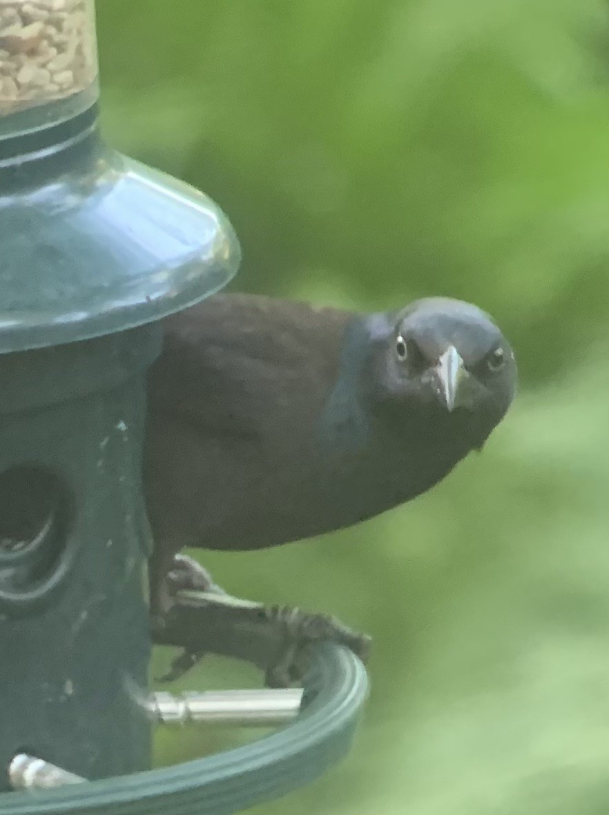 Common Grackle - ML622132158