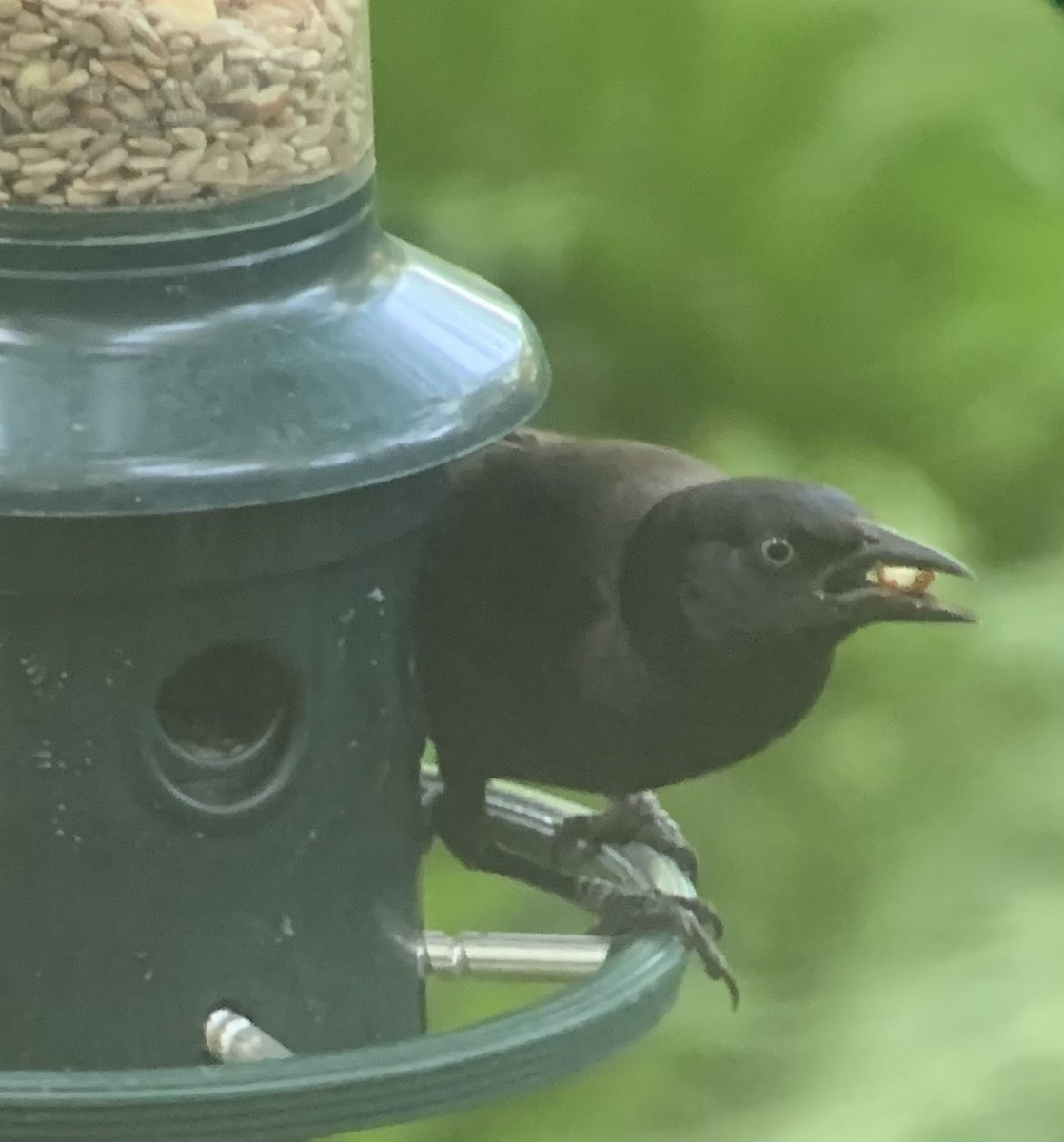 Common Grackle - ML622132159