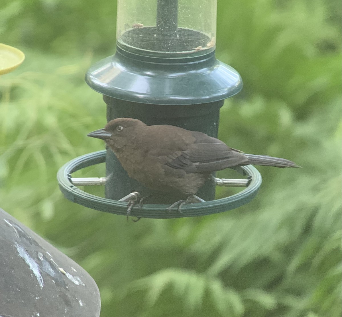 Common Grackle - ML622132160