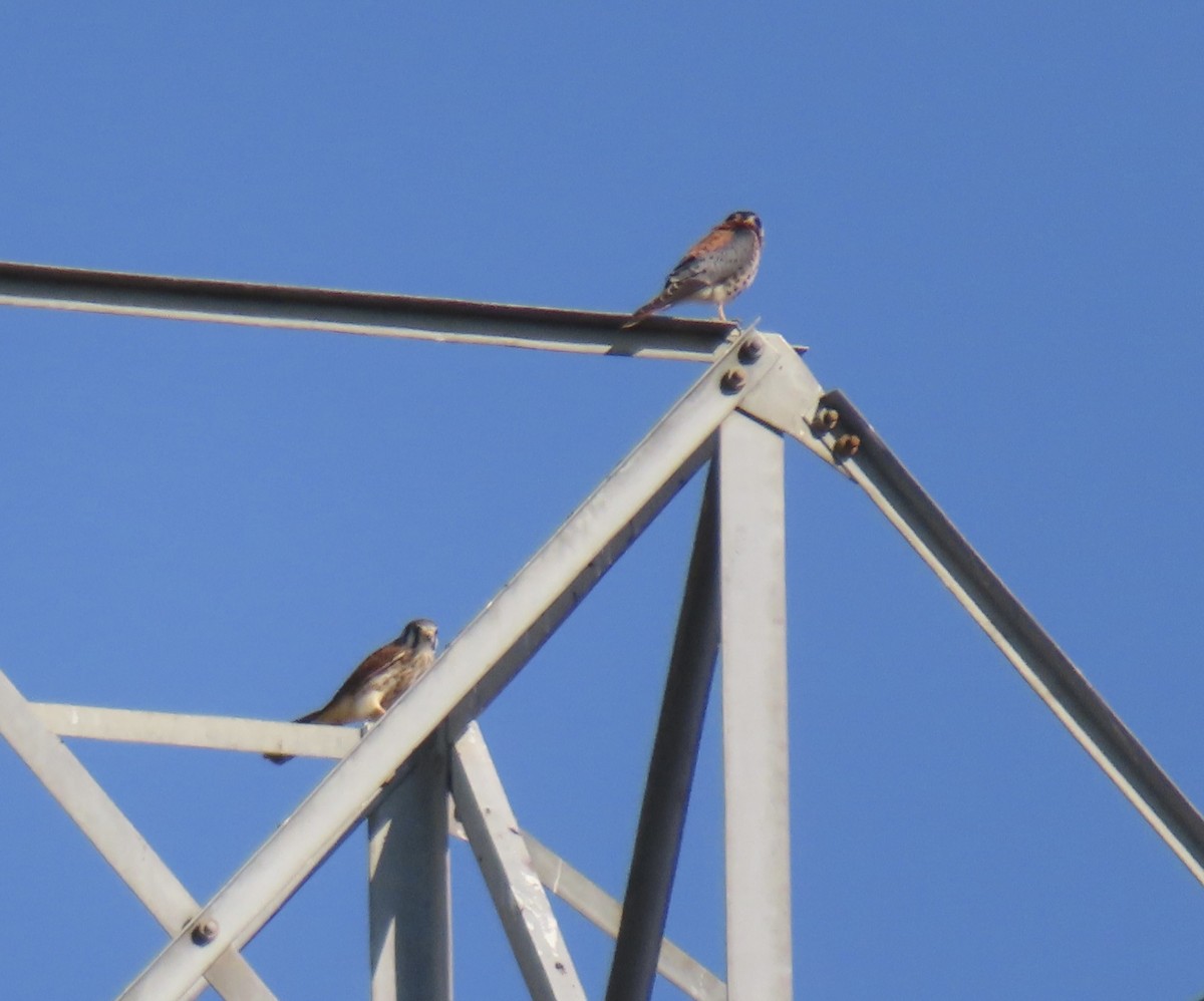 American Kestrel - ML622132161