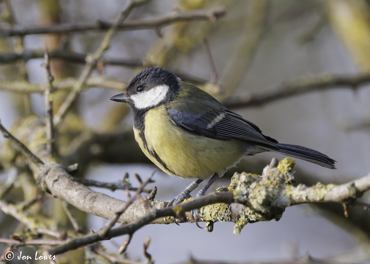 Great Tit (Great) - Jon Lowes