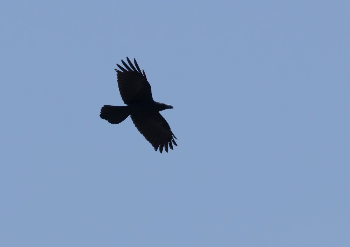 Large-billed Crow (Large-billed) - ML622132163