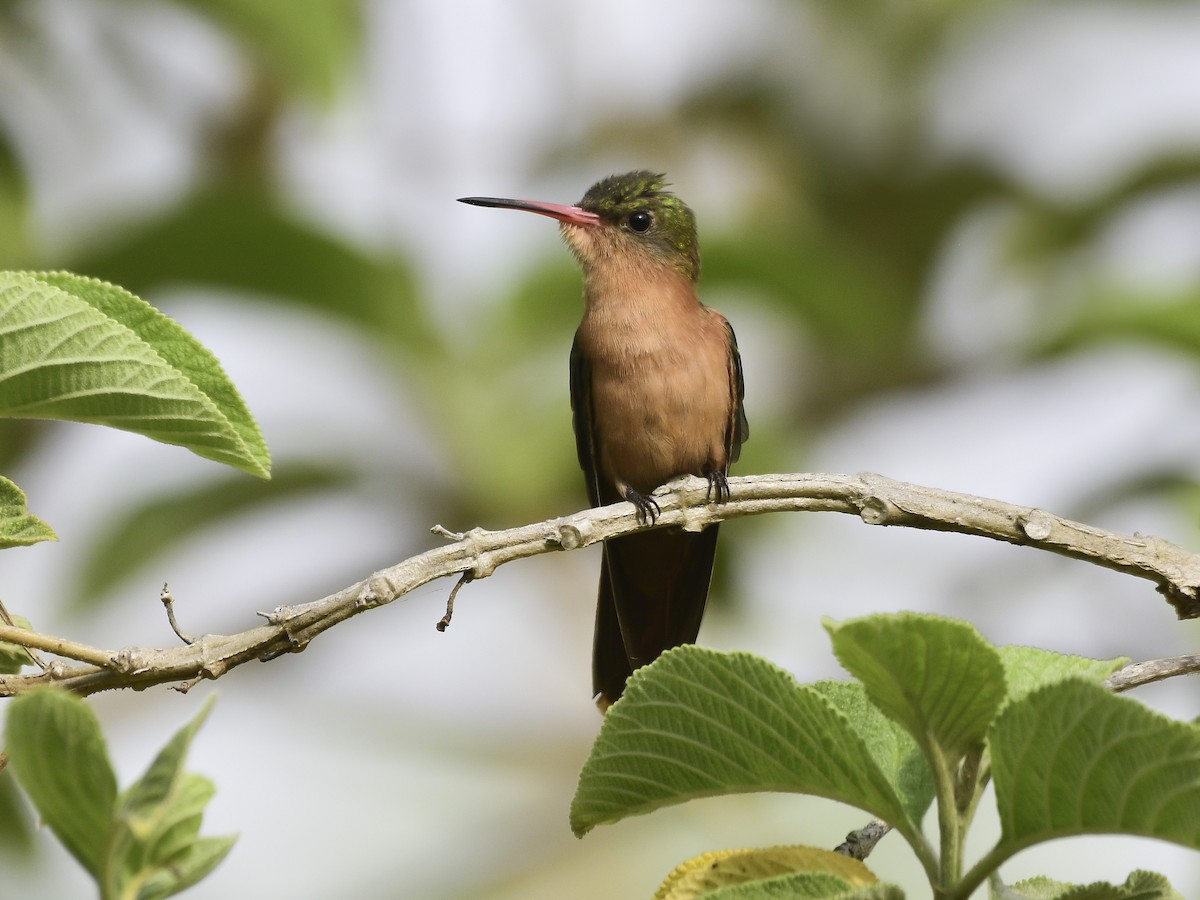 Cinnamon Hummingbird - ML622132164