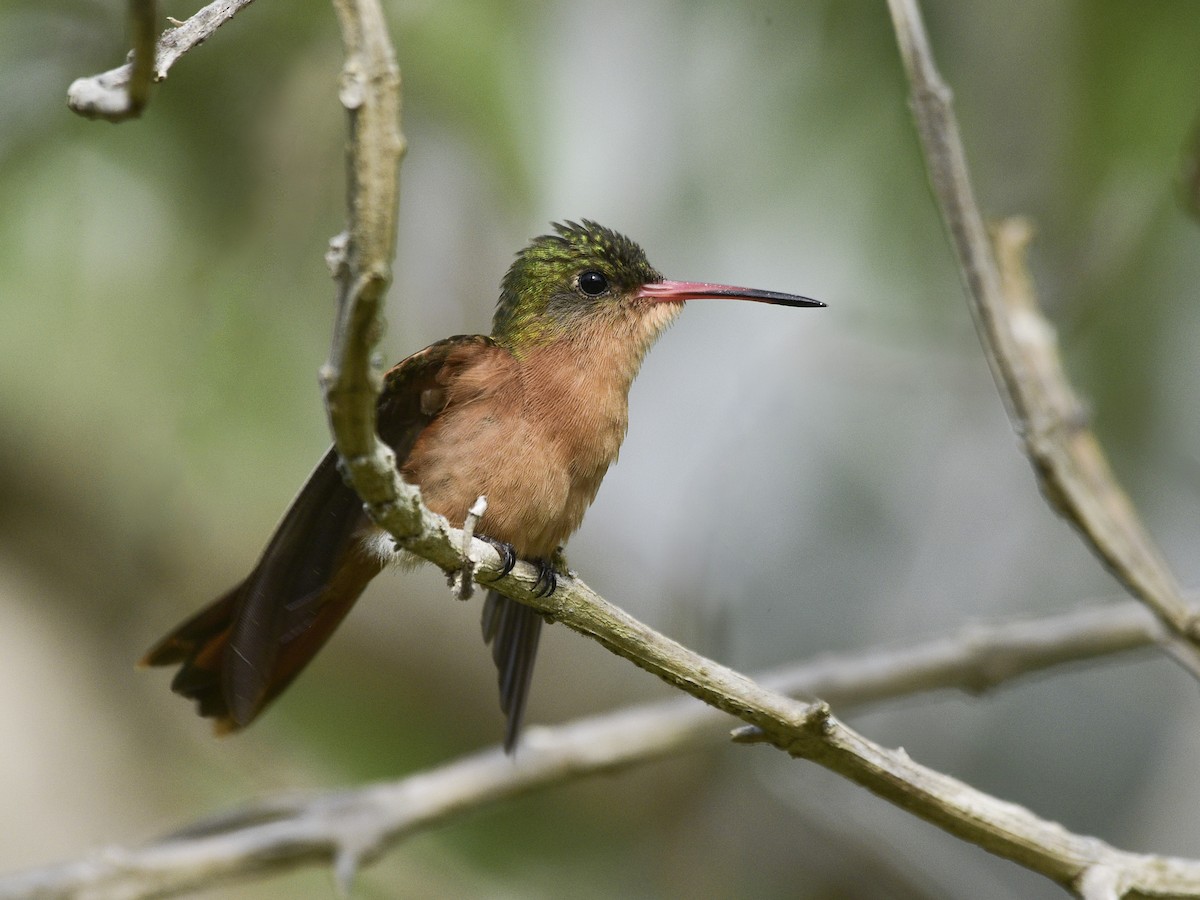 Cinnamon Hummingbird - ML622132165