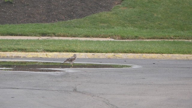 Cooper's Hawk - ML622132166