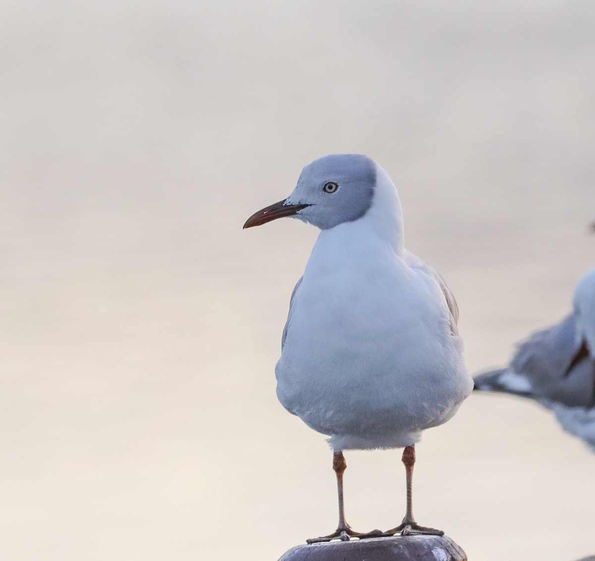 Gray-hooded Gull - ML622132167