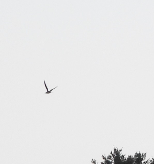 Greater Yellowlegs - ML622132168