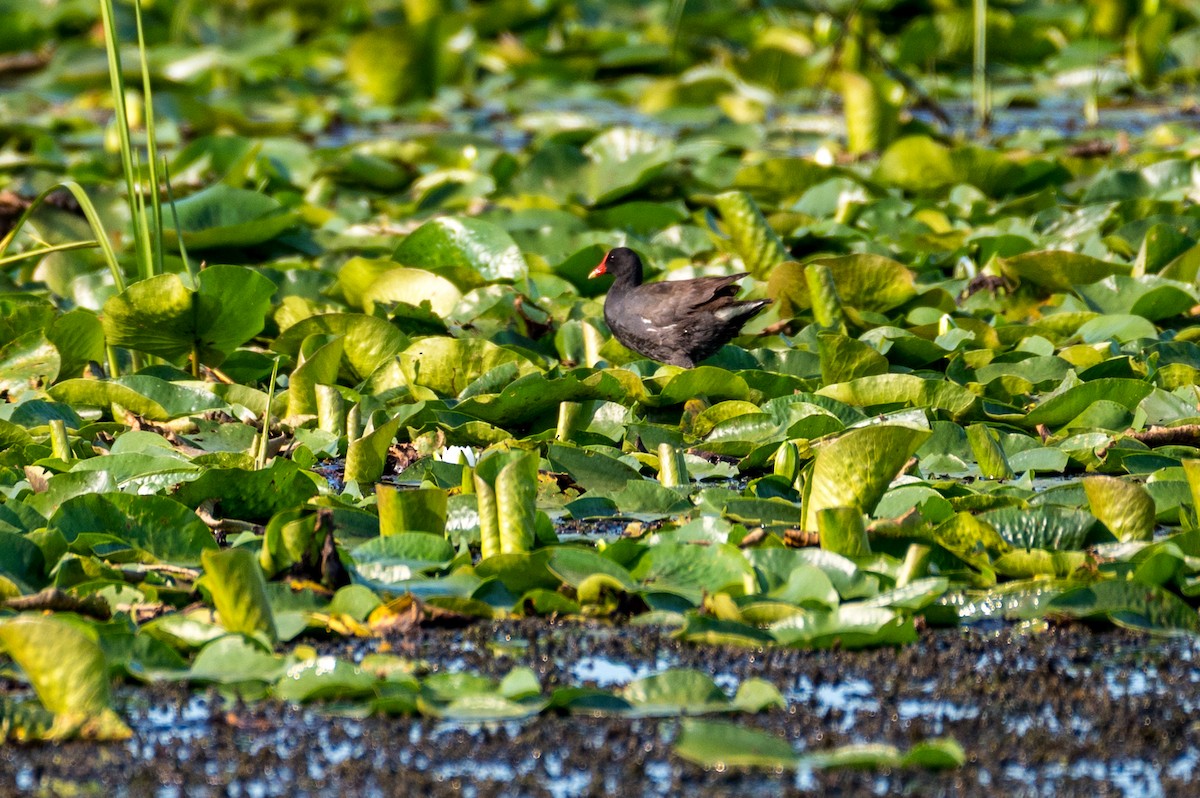 Common Gallinule - ML622132201