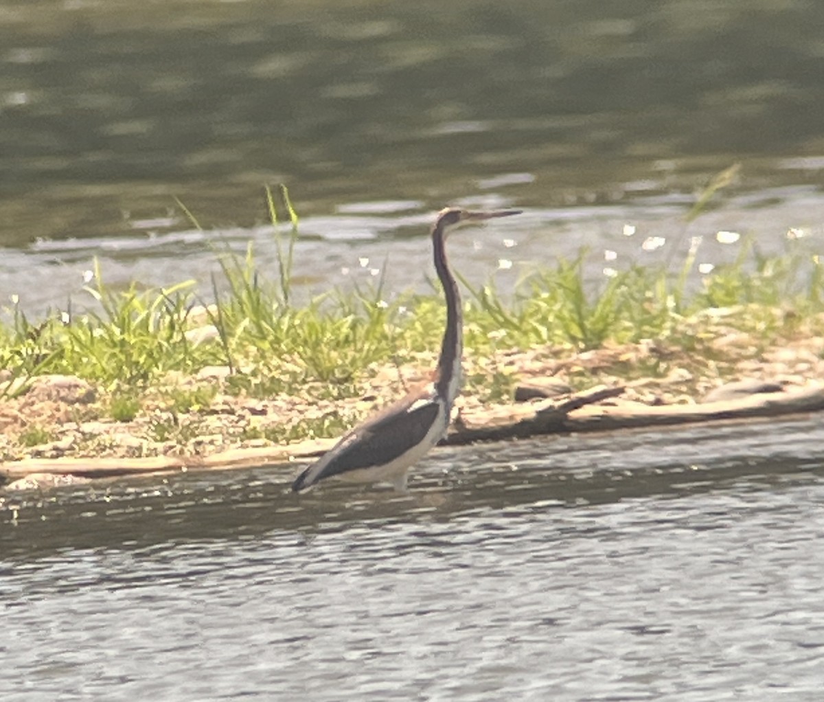 Tricolored Heron - Max Wilson