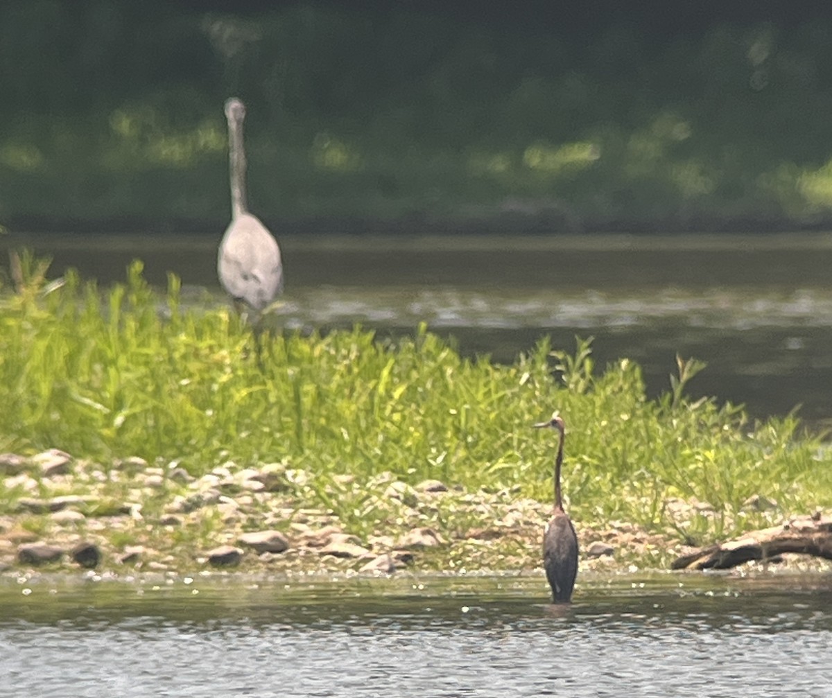 Tricolored Heron - ML622132213