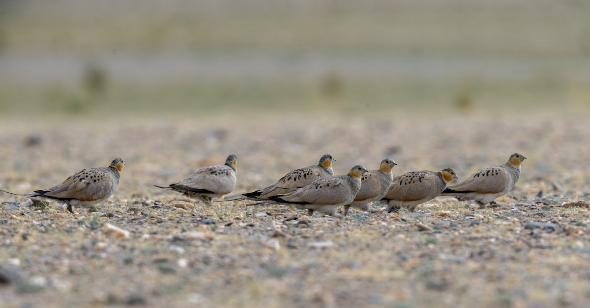 Tibetan Sandgrouse - ML622132225