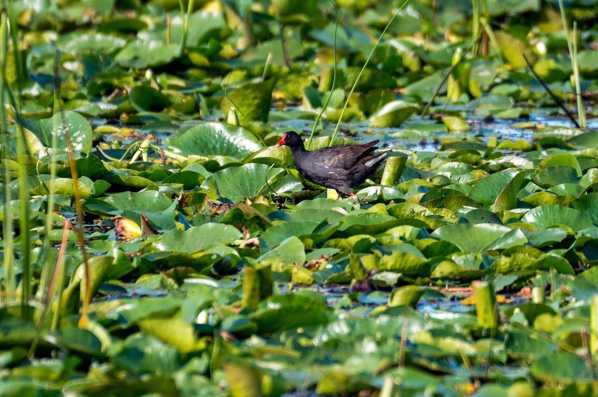 Common Gallinule - ML622132232