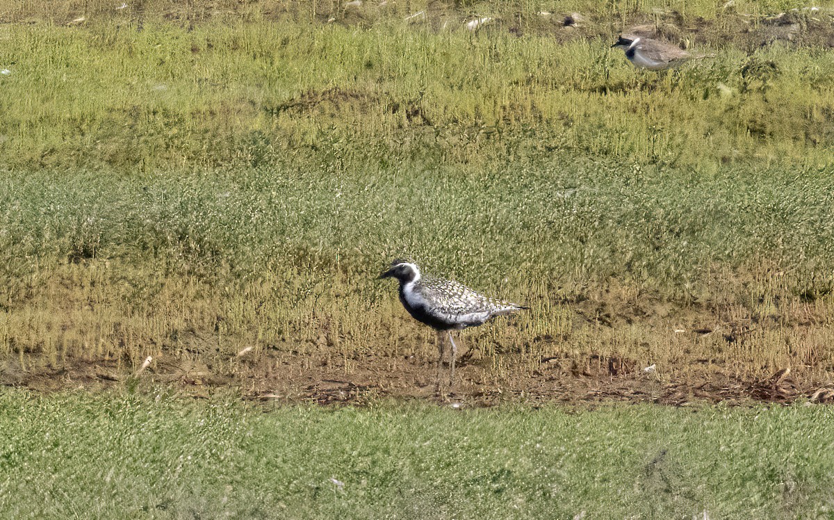 Pacific Golden-Plover - Chris Jones