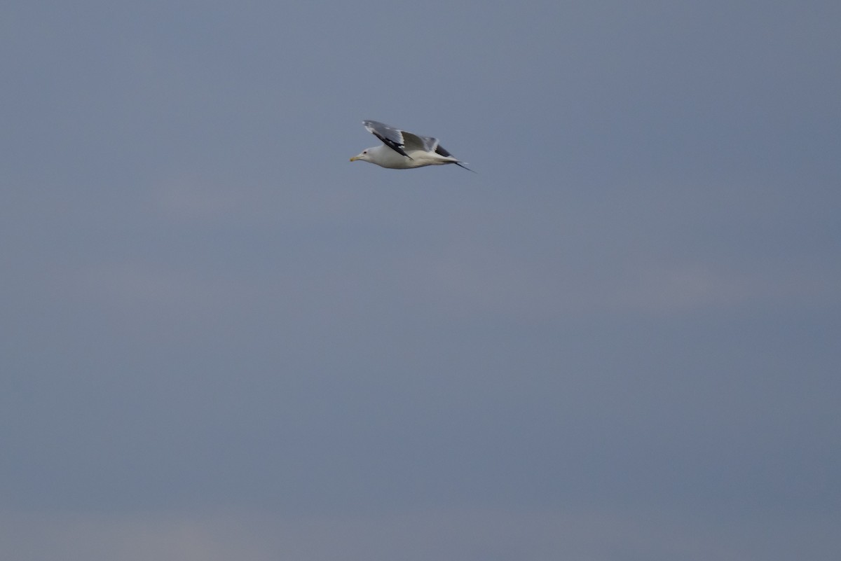 California Gull - Klaus Bielefeldt