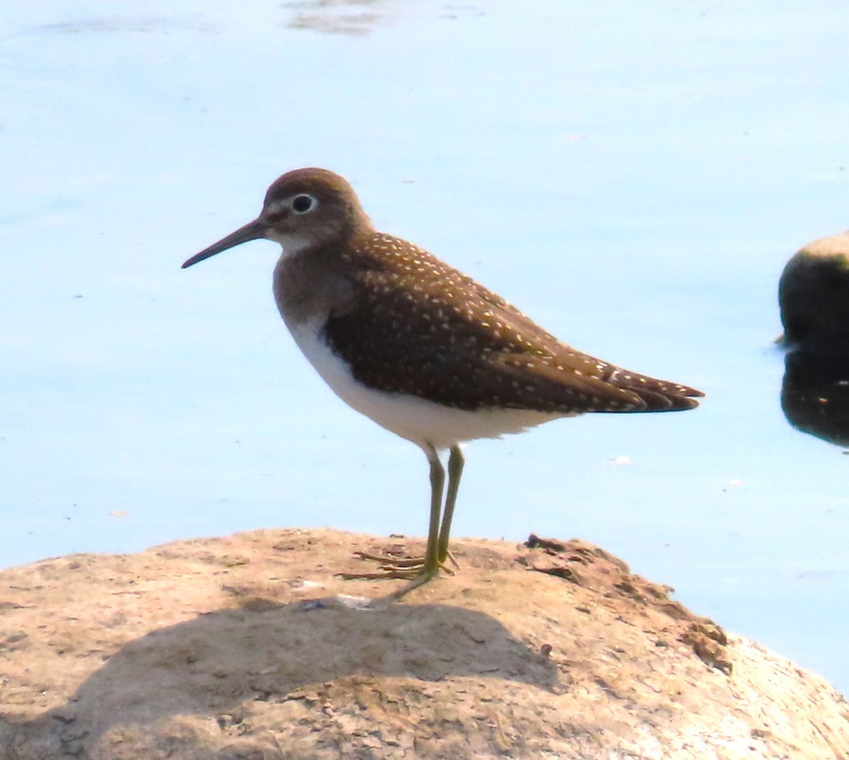 Solitary Sandpiper - ML622132327