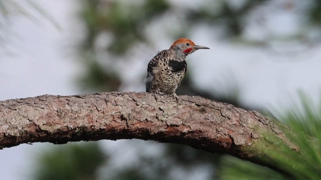 Northern Flicker (Guatemalan) - ML622132386