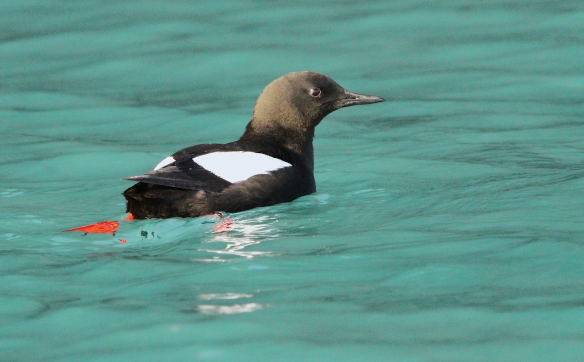 Black Guillemot (mandtii) - ML622132388