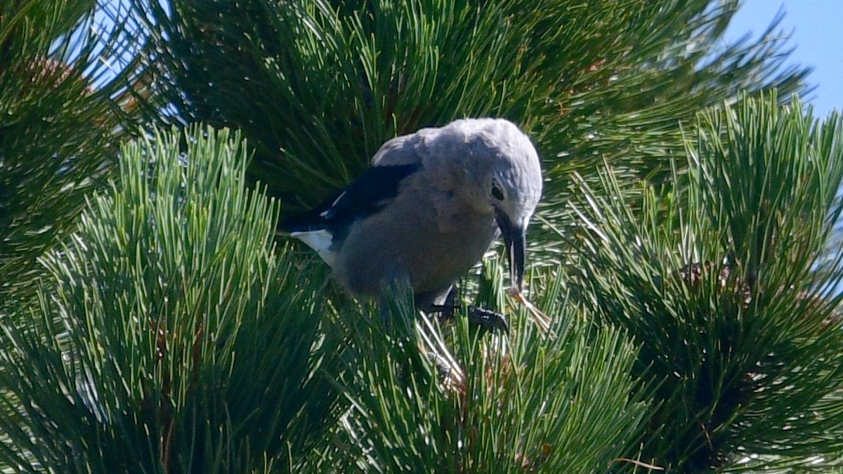 Clark's Nutcracker - ML622132390