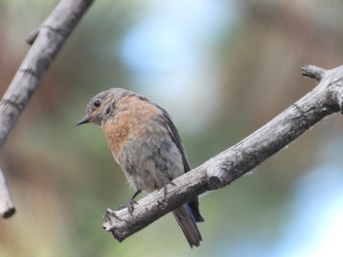 Western Bluebird - ML622132393