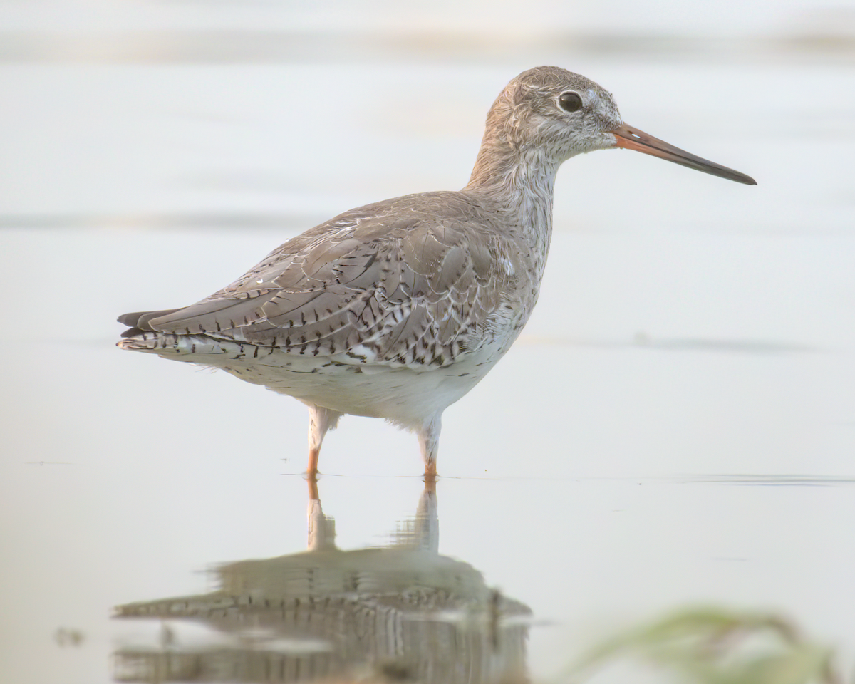 Common Redshank - ML622132395