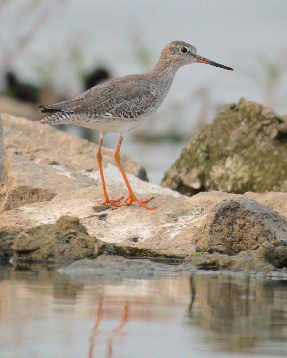 Common Redshank - ML622132396