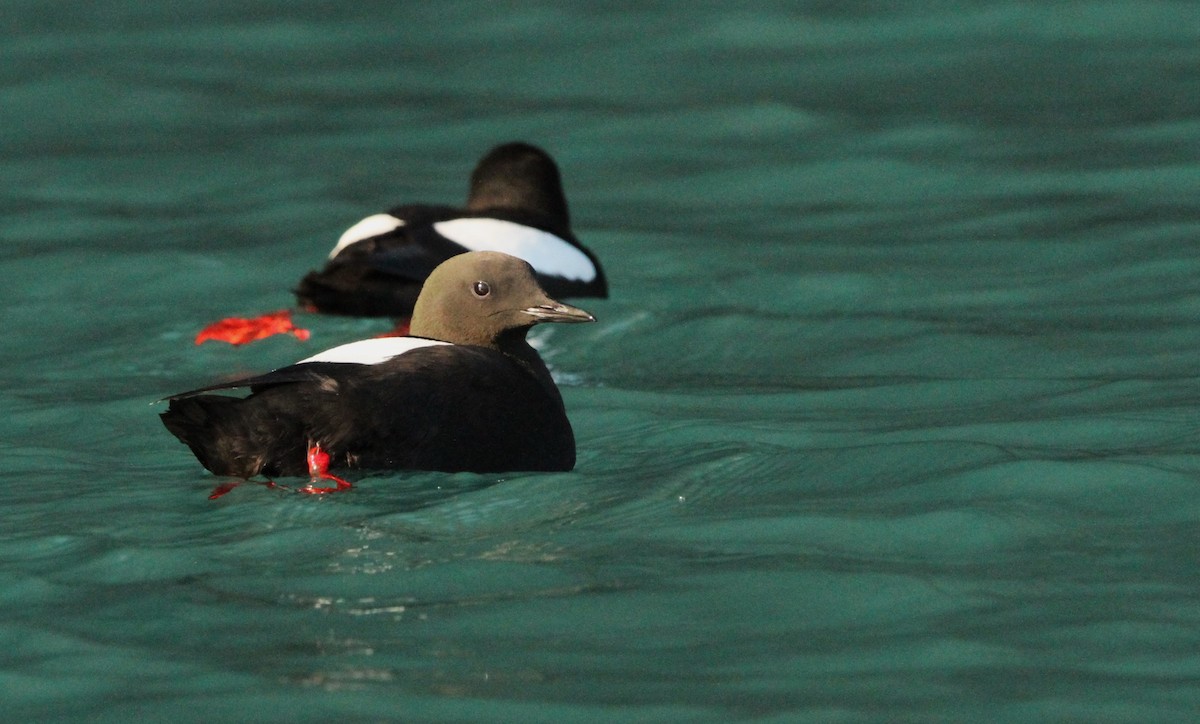 Black Guillemot (mandtii) - ML622132397