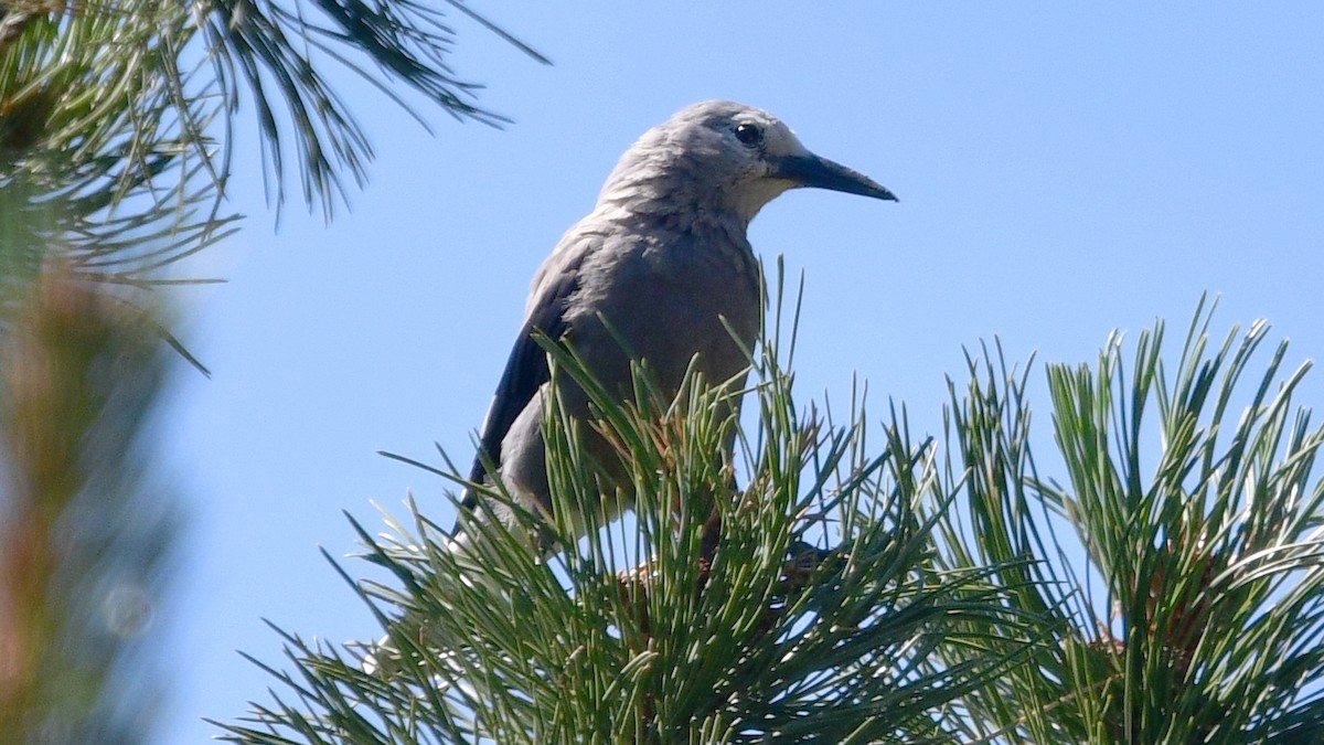 Clark's Nutcracker - ML622132404