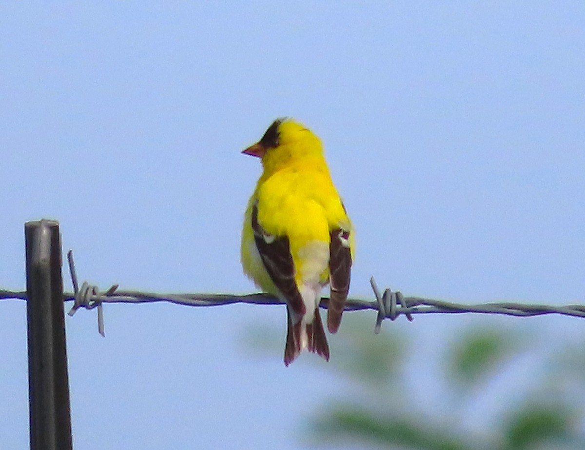 American Goldfinch - ML622132408