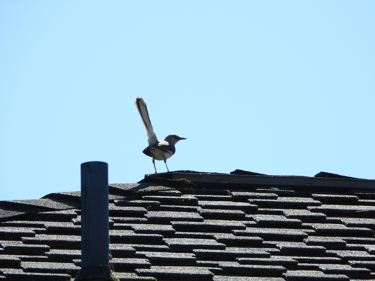 California Scrub-Jay - ML622132412