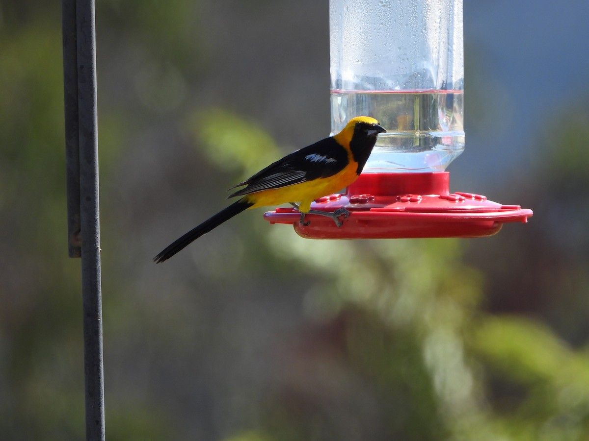 Hooded Oriole - ML622132413