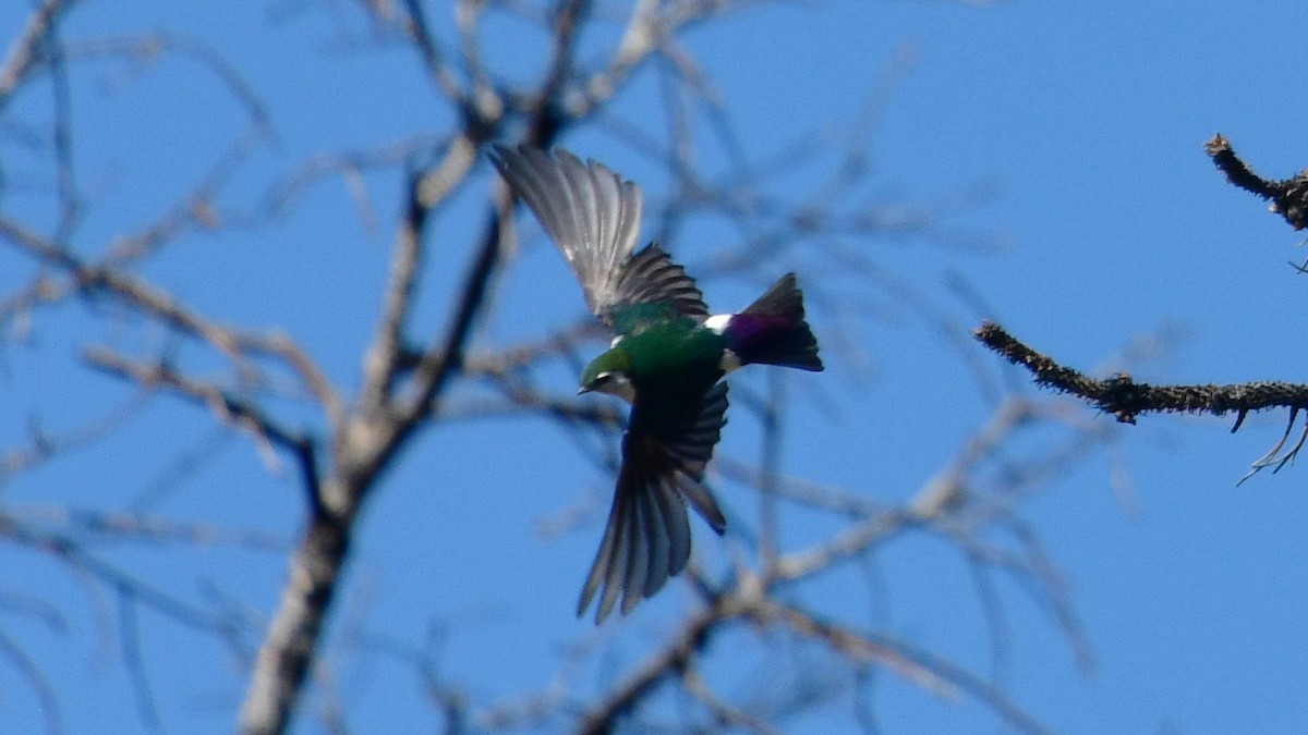 Violet-green Swallow - ML622132417