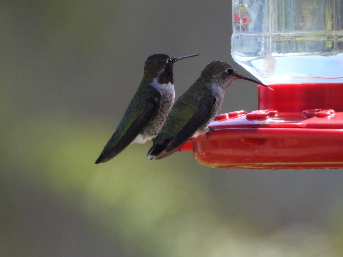Anna's Hummingbird - ML622132421