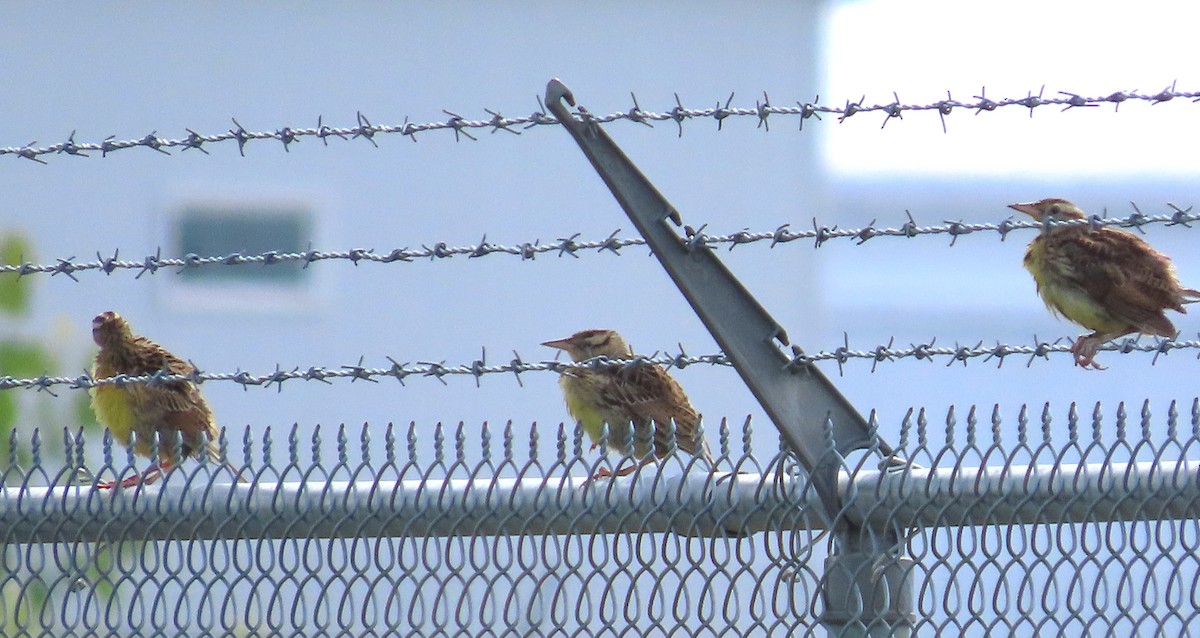 Eastern Meadowlark - ML622132422