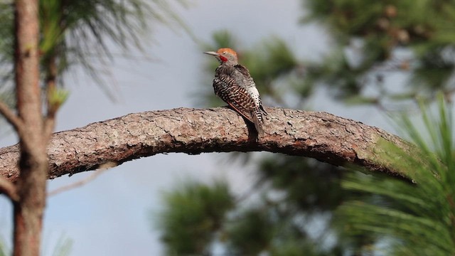 Northern Flicker (Guatemalan) - ML622132484