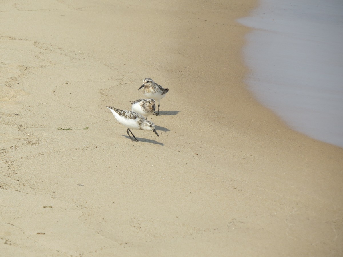 Bécasseau sanderling - ML622132488